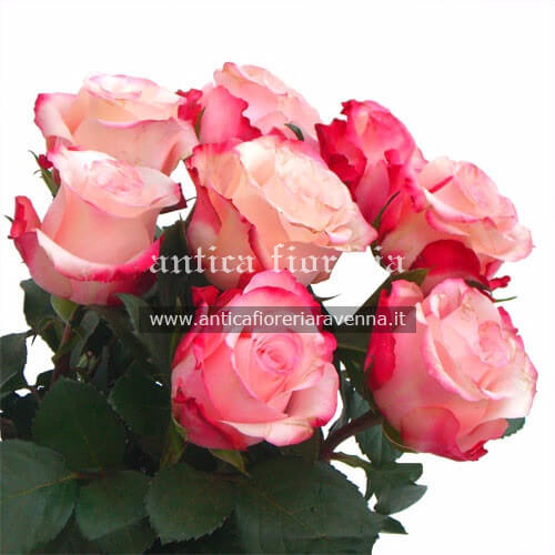 Mazzo di rose rosa a gambo lungo Mazzo di rose rosa a gambo lungo