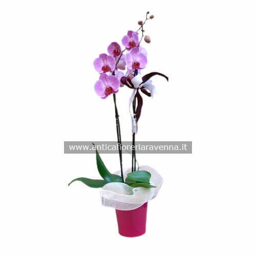 Pianta di phaleonopsis Pianta di phaleonopsis