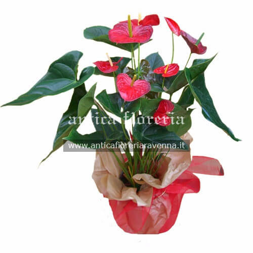 Pianta di Anthurium confezionata Pianta di Anthurium confezionata
